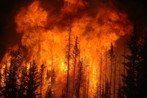 Cara Mencegah Kebakaran Hutan