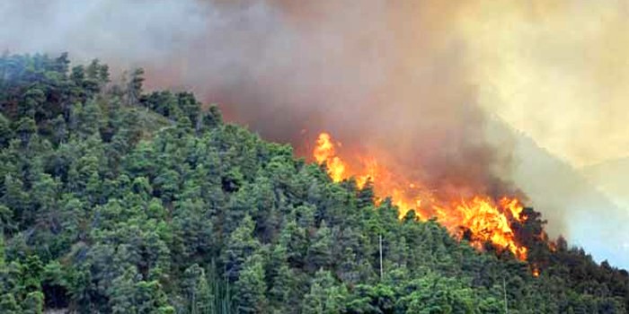 Pencegahan Kebakaran Hutan Cara Mencegah Kebakaran Hutan