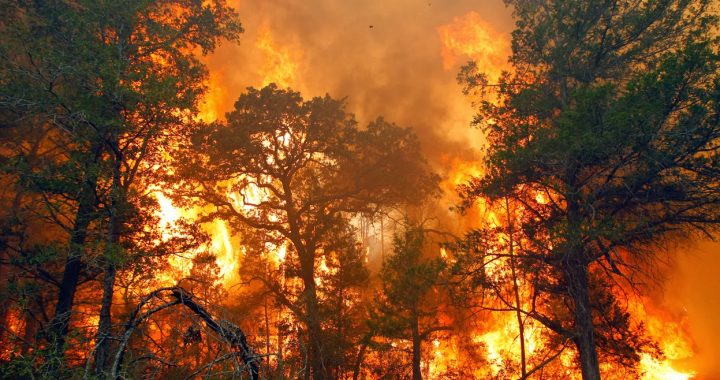 Gerakan Pencegahan Kebakaran Hutan