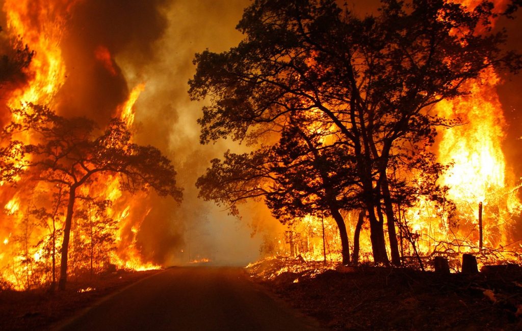 Langkah - Langkah Pencegahan Kebakaran Hutan