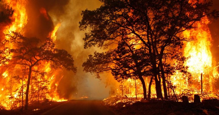 Langkah - Langkah Pencegahan Kebakaran Hutan