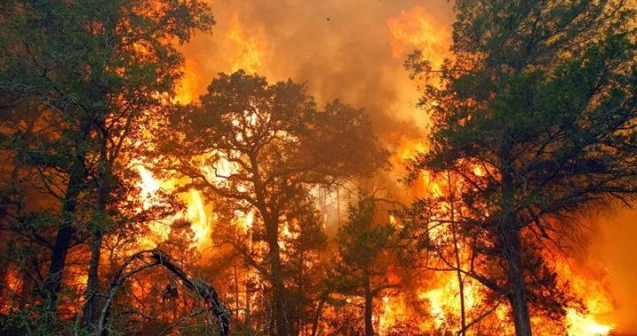 Kebakaran Hutan, Segala Hal Penting Yang Perlu Anda Pahami