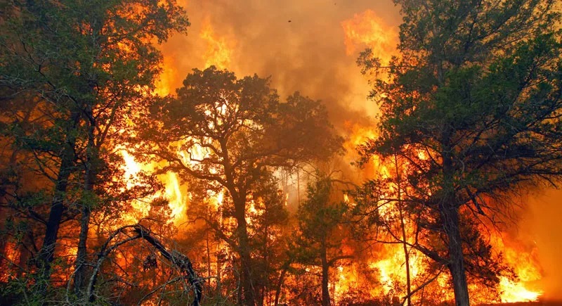 Kebakaran Hutan, Segala Hal Penting Yang Perlu Anda Pahami